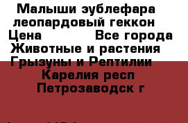 Малыши эублефара ( леопардовый геккон) › Цена ­ 1 500 - Все города Животные и растения » Грызуны и Рептилии   . Карелия респ.,Петрозаводск г.